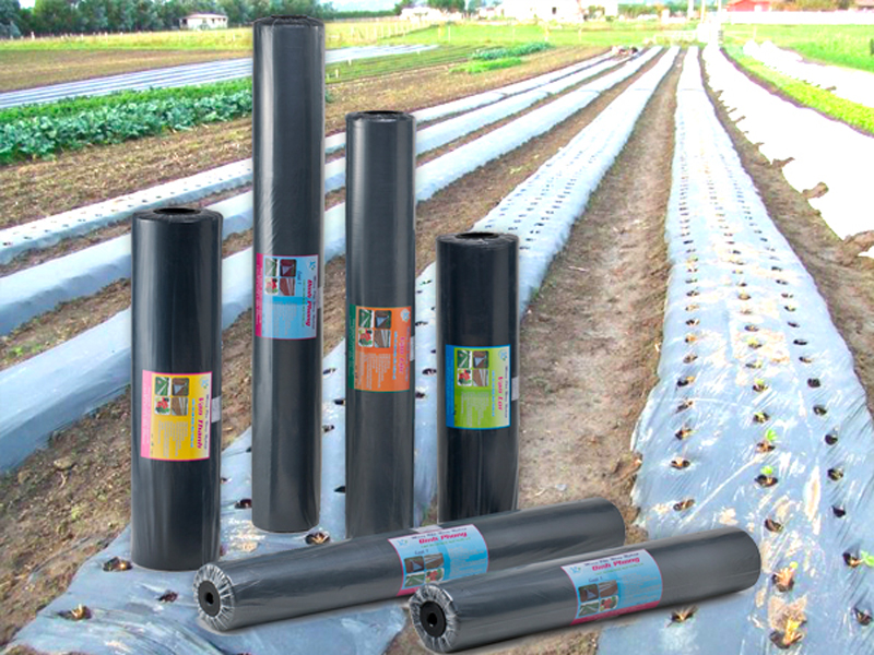 Màng PE tại Sóc Sơn ứng dụng trong ngành nông nghiệp
