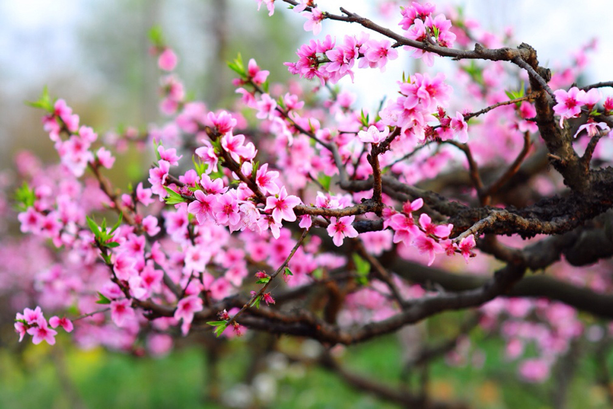 Các loại hoa ngày Tết mang lại may mắn