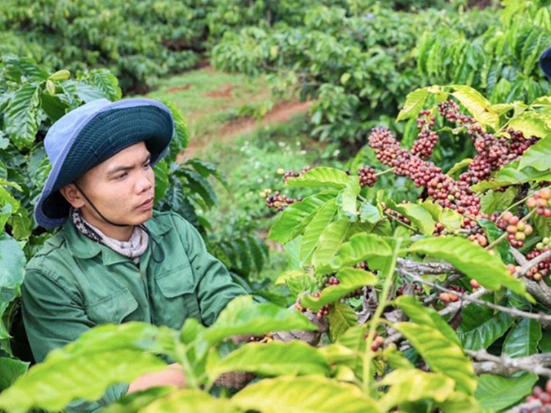 Điểm danh top 5 mặt hàng nông sản xuất khẩu chủ lực Việt Nam 12 Việt Nam đang tăng xuất khẩu cà phê Robusta và Arabica, giảm xuất khẩu cà phê chế biến và Excelsa